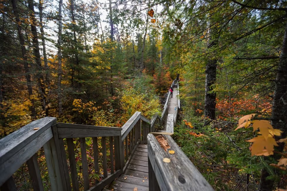 Boardwalk trail through autumn forest at Rushing River.